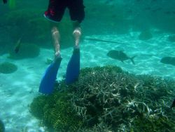 Dive tourism can place additional stress on reefs Image