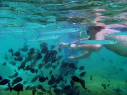 Dive tourism can place additional stress on reefs Image