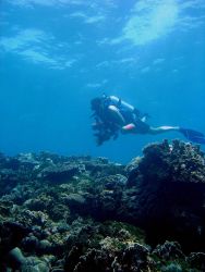 Divers looking and enjoying without disturbing the reef. Image