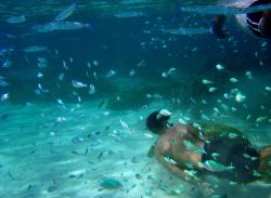 Dive tourism can place additional stress on reefs Image