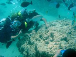Dive tourists loving a coral reef structure to death as touching can damage or kill delicate coral polyps. Image