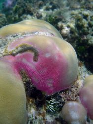 Disease ravaged coral. Image