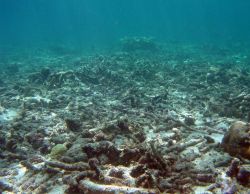 Dead coral reef with skeletal remnants of reef-building corals. Image