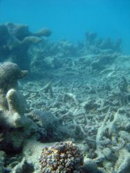 A dead coral reef. Image