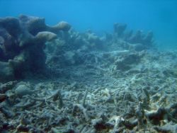 A dead coral reef. Image