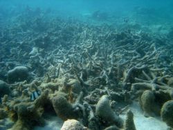 A few fish wander through the remains of a dead reef. Image