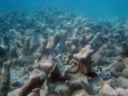 A few fish wander through the remains of a dead reef. Image