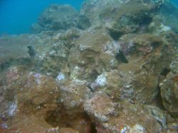Sediment burying a once-vibrant reef. Image