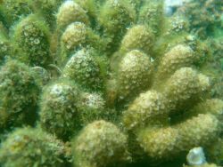 Dead and dying coral covered by algae. Image