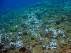 A decimated coral reef area. Image