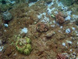 A decimated coral reef area. Image
