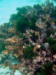 Coral and algae Image