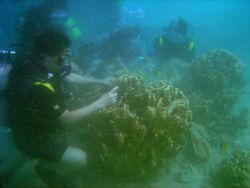 Scientist studying diseased and dying corals. Image