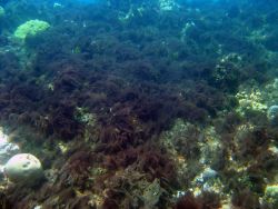 Algae enhance the growth of bacteria that chokes corals by removing oxygen Image
