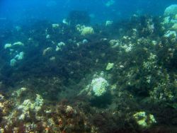 Algae enhance the growth of bacteria that chokes corals by removing oxygen Image