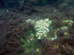 Algae enhance the growth of bacteria that chokes corals by removing oxygen Image