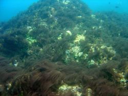 Algae enhance the growth of bacteria that chokes corals by removing oxygen Image