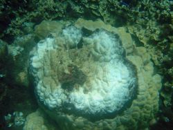 Diseased and dead areas within coral. Image