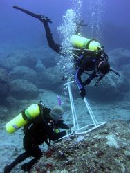 A biologist records algal diversity within a photoquadrat during an underwater survey at Midway Atoll. Image