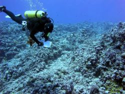 A biologist records substrate composition along a transect line during an underwater survey at Rose Atoll. Image