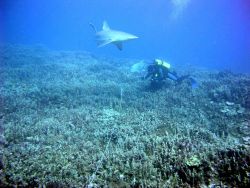 A biologist has company while recording substrate composition along a transect line during an underwater survey. Image