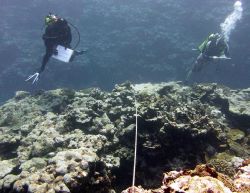 A fish survey transect underway. Image