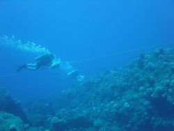 A tow-fish survey -scientists are towed behind a small boat in order to cover a large area of reef in one day. Image