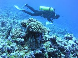 A fish survey transect underway. Image