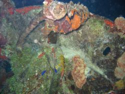 Portion of Betty Bomber engine in Chuuk Lagoon. Image