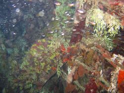 Inside of fuselage of Betty Bomber in Chuuk Lagoon. Image