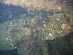 Debris from shipwreck Image