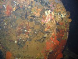 Debris from shipwreck Image