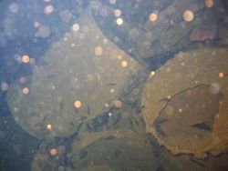 Debris from shipwreck Image