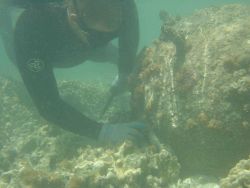 Diver carefully inspecting World War II mine that drifted to Pearl and Hermes Reef. Image