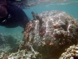 Diver carefully inspecting World War II mine that drifted to Pearl and Hermes Reef. Image