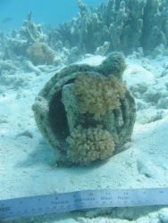 Debris from early Twentieth Century wreck on Pearl and Hermes Reef Image