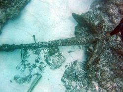 Diver's arm shows scale of anchors seen in image reef3696 Image