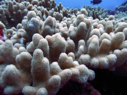 Pillar coral Image