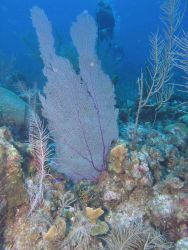 Purple sea fan (Gorgonia ventalina) Image