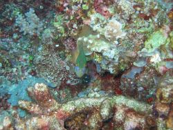 Damselfish Photo