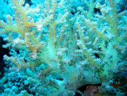 Yellowish white soft coral Image