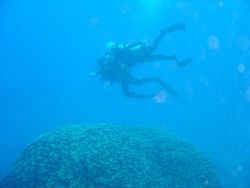 Divers over large coral head Image