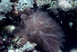 Dudresnaya capricornia at 20 meters depth. Image