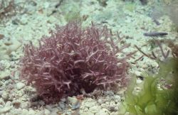 Dotyophycus sp Image