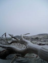Driftwood in the dunes in the Channel Islands Image