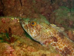 Lingcod (Ophiodon elongatus). Photo