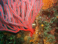 Red gorgonian (Lophogorgia chilensis). Image