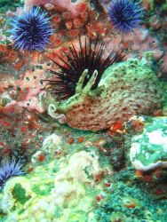 A California sea hare (a type of sea slug) (Aplysia californica) with purple sea urchins (Strongylocentrotus purpuratus). Image