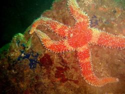 Rainbow star and a goby Photo