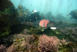 Diving on the shipwreck of the AGGI, diver Charles Lara observes a sheepshead (Archosargus probatocephalus). Image